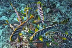nik D200 oriental sweetlips by Manfred Bail 